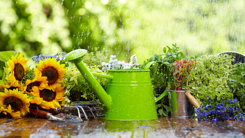 8 Beautiful Flowering Plants To Grow This Monsoon